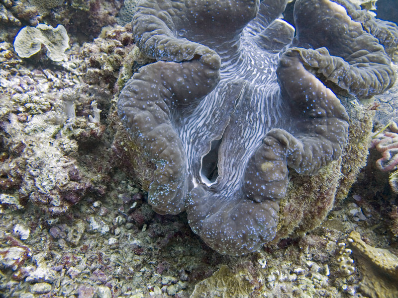 Giant Clam, Gorgonian Forest